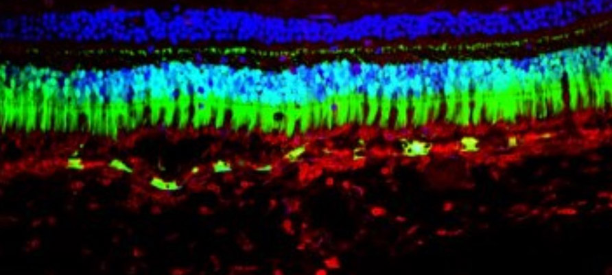 UC President Michael V. Drake