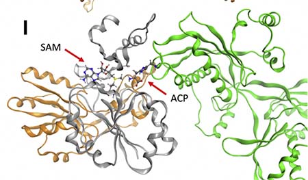Twisted gold and grey strands representing a DPH5 variants model interacting with eEF2 model in green