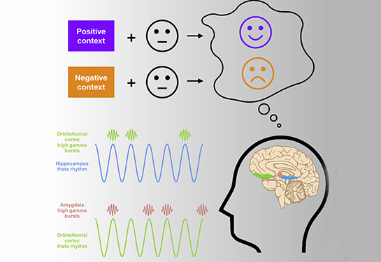 simplified face recognition and brain waves, photo of face, brain sections and gamma and theta waves
