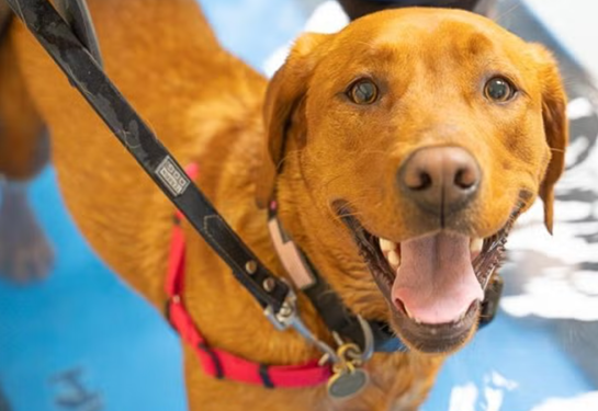 Thousands of dogs will now have more efficient workouts and rehabilitation sessions every year, thanks to a generous donation.
