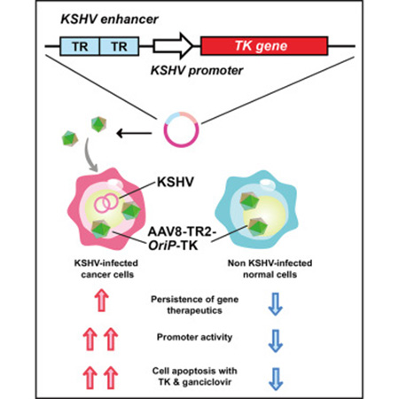 Flow diagram that shows KSHV infected and non-infected cells. Pink image of cell denotes cancerous cell and blue image of cell indicates health cell.