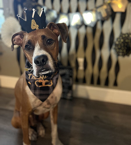 A boxer mix wears a birthday hat