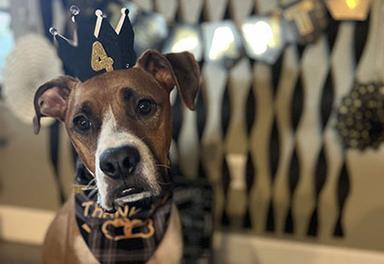 A brown and white dog with a birthday that says "4" on it. 