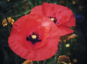 poppy flower