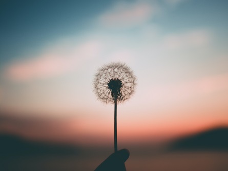 hand holding plant as sun sets