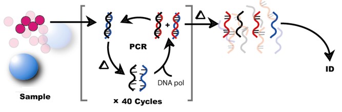 Conceptual Workflow for Molecular Pathogen Detection using Polymerase Chain Reaction