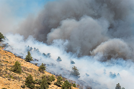 Wildfire 