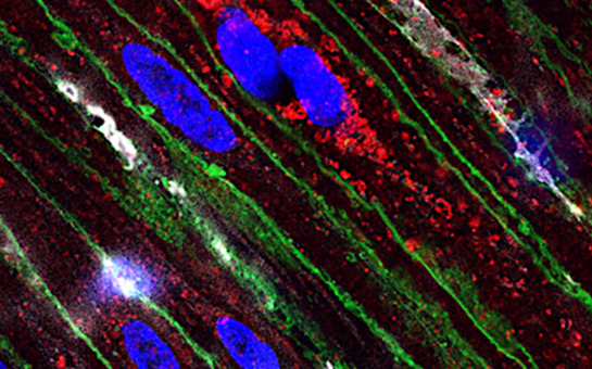 Cells on microscope slide