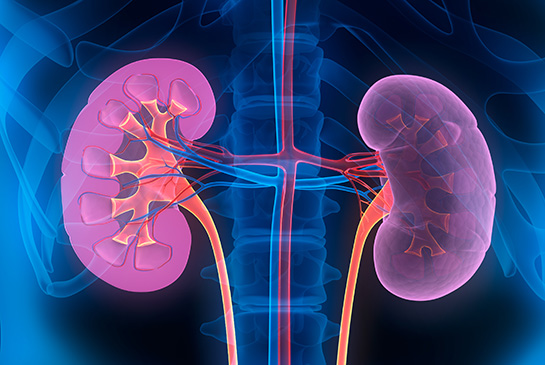 Kidney graphic