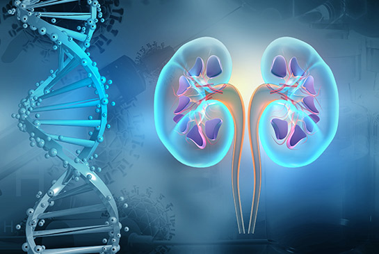 Kidney graphic