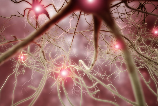 Nervous system