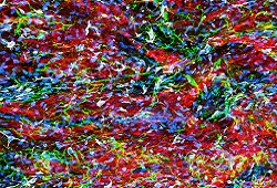 Microscopy image depicting cardiac tissue