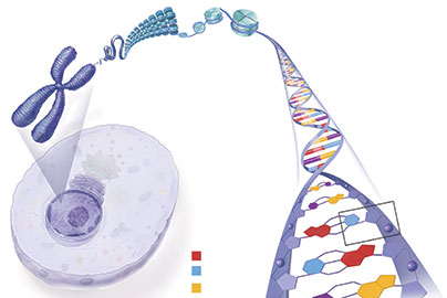 DNA structure illustration from cell to double spiral helix