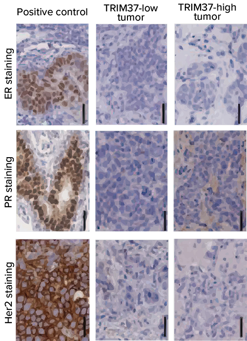 Representative immunohistochemical images