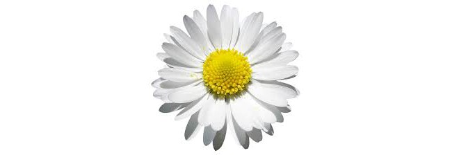 Daisy flower