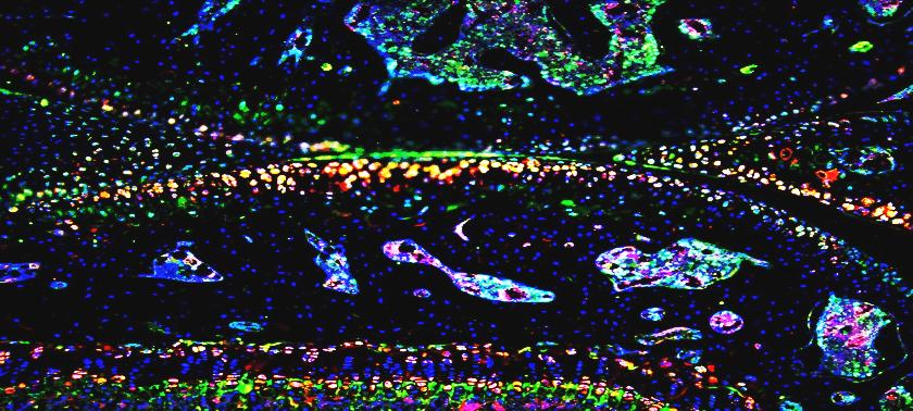 post doc image desc