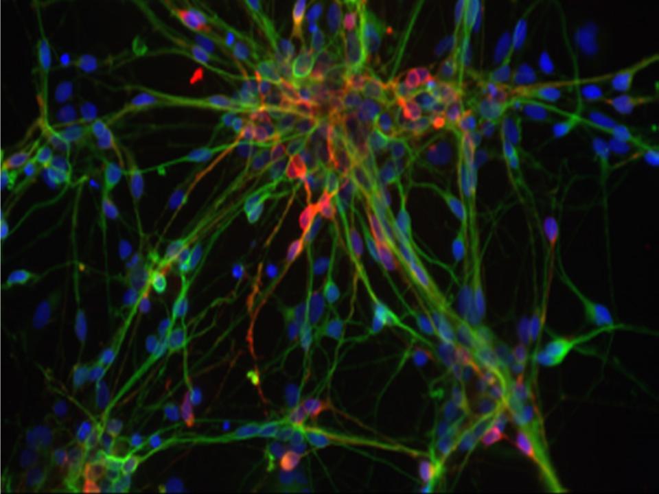 Steam Cell Core
