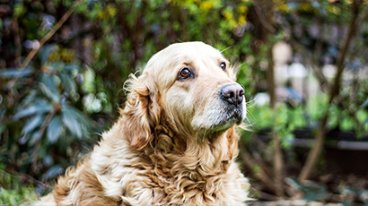 Assisting pet-owning patients