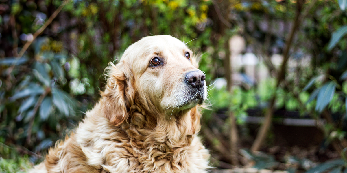 pet-owning-patients