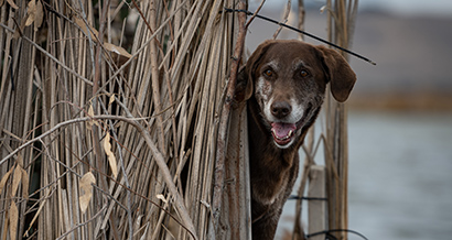 Josie the hunting dog